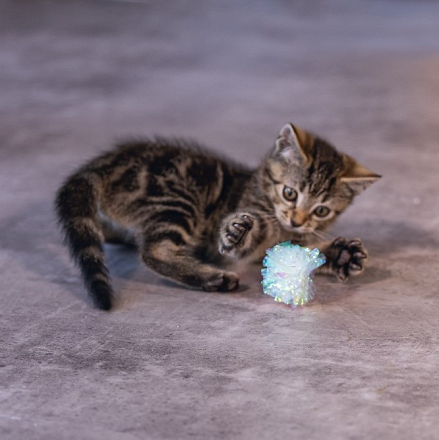 Beeztees kittenspeelgoed Krinkel Balletjes Evy 4 st